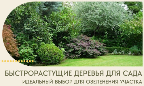 Быстрорастущие деревья для сада идеальный выбор в Дальнереченске