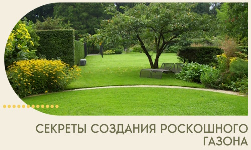 Секреты создания роскошного газона в Дальнереченске